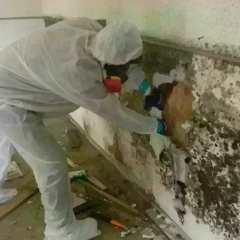 Mold Remediation and Removal in Edgecomb, ME